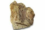 Dinosaur Bones and Ossified Tendons in Sandstone - Wyoming #301789-3